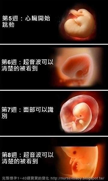胎兒生長過程 办公室风水画